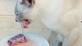 暹罗兔吃瓜 第1张 暹罗兔吃瓜 第1张