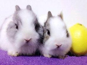 暹罗兔吃瓜 第2张 暹罗兔吃瓜 第2张