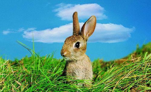 暹罗兔吃瓜 第3张 暹罗兔吃瓜 第3张