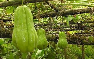 农村吃瓜中毒,食品安全不容忽视 第2张 农村吃瓜中毒,食品安全不容忽视 第2张