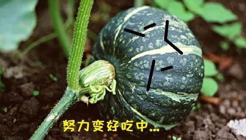 吃瓜吃到真瓜,揭秘娱乐圈背后的真相