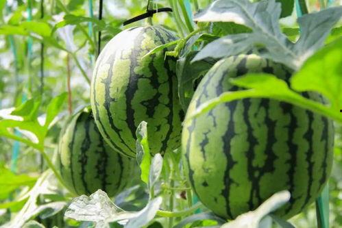 吃瓜吃到真瓜,揭秘娱乐圈背后的真相  第3张