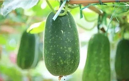 瓜地吃西瓜文章,一场夏日里的甜蜜冒险  第3张